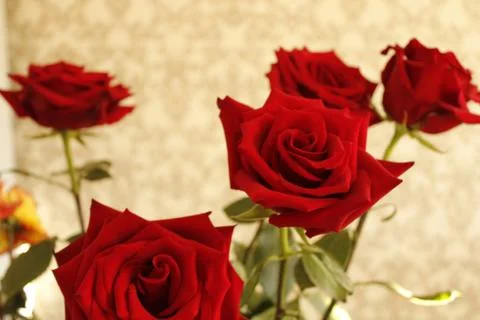 Big red rose Stock Photos