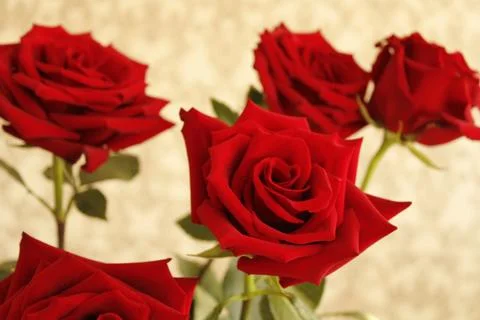 Big red rose Stock Photos