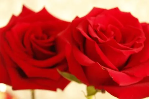Big red rose Stock Photos