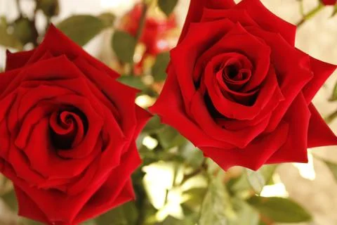 Big red rose Stock Photos