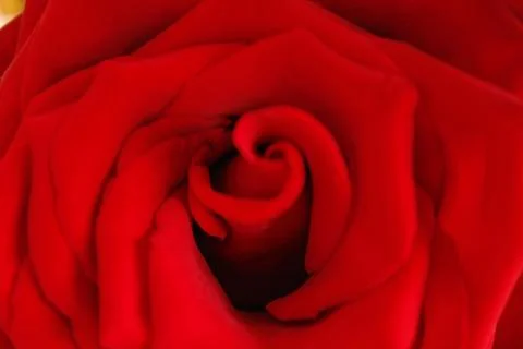 Big red rose Stock Photos