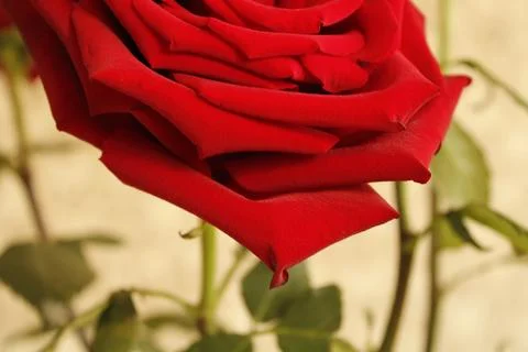 Big red rose Stock Photos