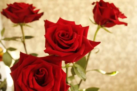 Big red rose Stock Photos