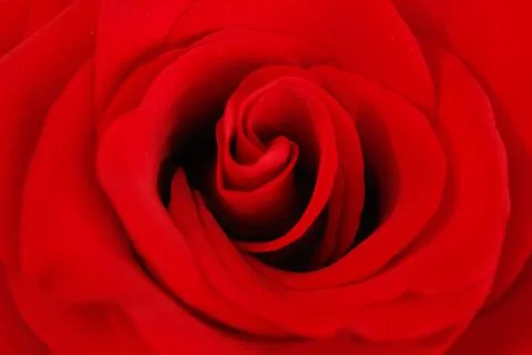 Big red rose Stock Photos