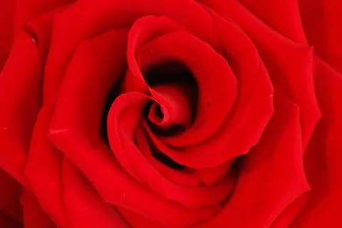 Big red rose Stock Photos