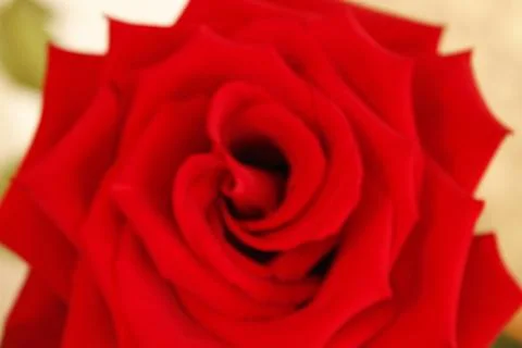 Big red rose Stock Photos
