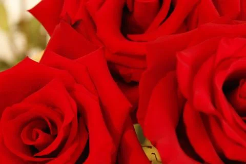 Big red rose Stock Photos