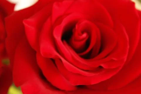 Big red rose Stock Photos