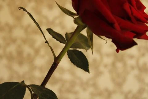 Big red rose Stock Photos
