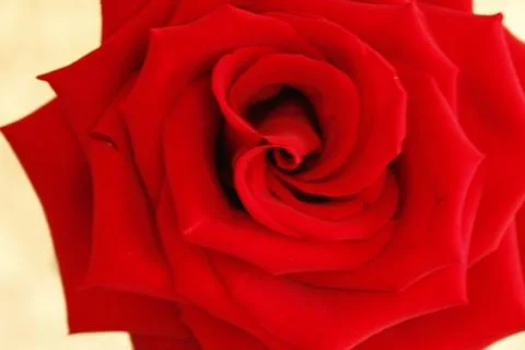 Big red rose Stock Photos