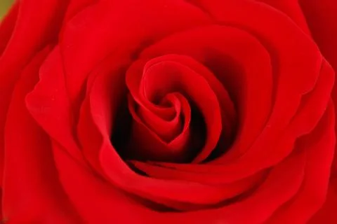 Big red rose Stock Photos