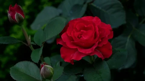 Big red rose swaying in the wind Stock Footage 161908713