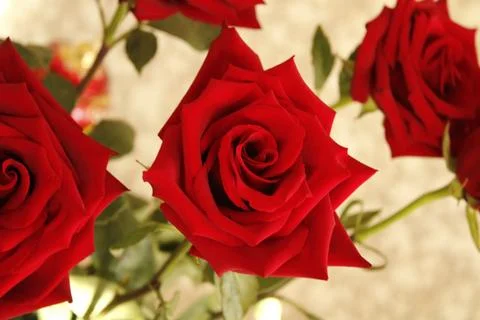 Big red roses Stock Photos