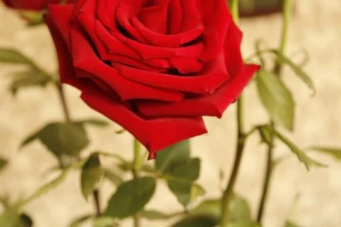 Big red roses Stock Photos