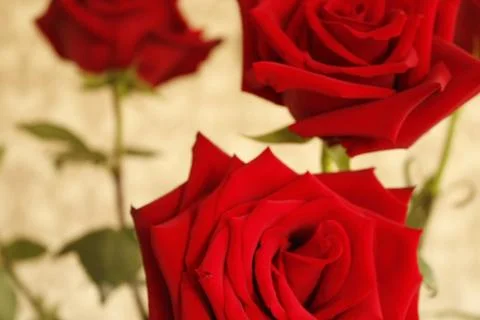 Big red roses Stock Photos