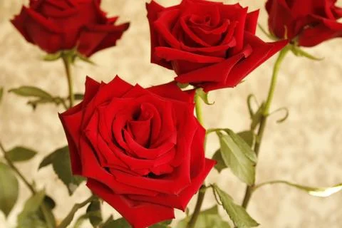 Big red roses Stock Photos