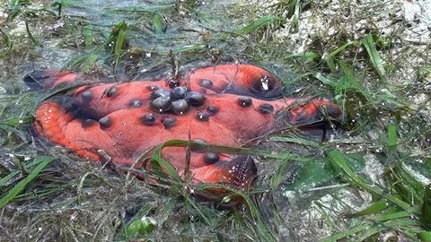 Big red seastar at low tide Video stock 104045496