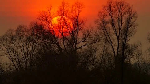 Big red setting sun going behind trees timelapse sunset Video stock 81831308