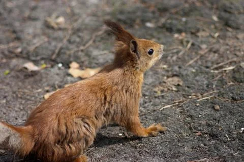 Big red squirrel on the ground Stock Photos