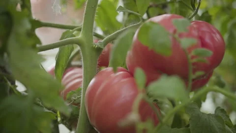 Big Red Tomatoes in Greenhouse Stock Footage 160321614