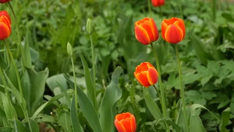 Big red tulips bloom in the garden Stock Footage 154252153