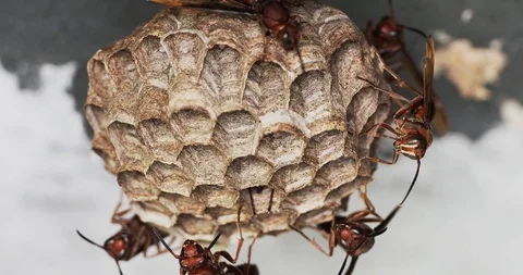 Big red wasps wake up and check their nest Stock Footage 116772816