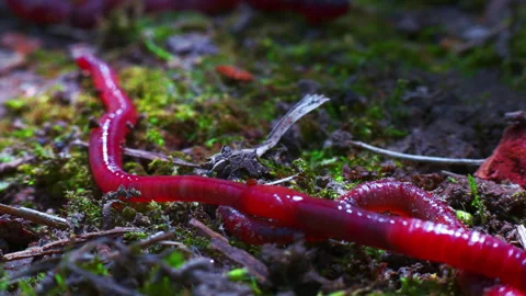 Big red worm on the forest floor Stock Footage 242484452