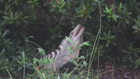 Big reptile ctenosaura similis eats green leaves in the garden Stock Footage 253359738