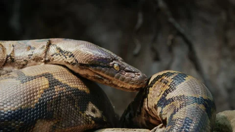 Big reticulated python crawling along the branches of a tree. 4k video 스톡 동영상 167909086