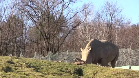 Big rhino in the grass Stock Footage 46206667