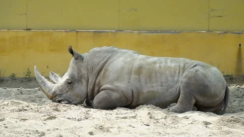 Big rhino lying on the sand Stock Footage 110748971
