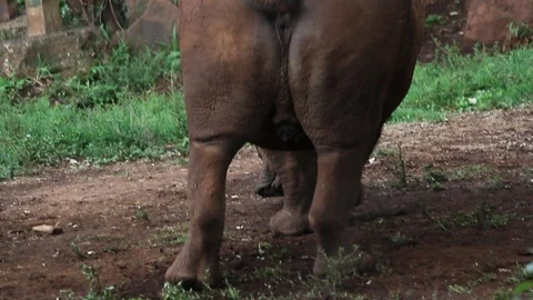 A big rhino peeing Stock Footage 91463667