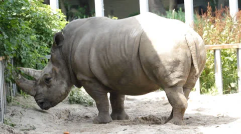 Big rhinoceros Stock Footage 22778787