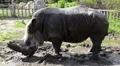 Big rhinoceros in zoological garden HD Footage