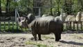 Big rhinoceros in zoological garden HD Footage