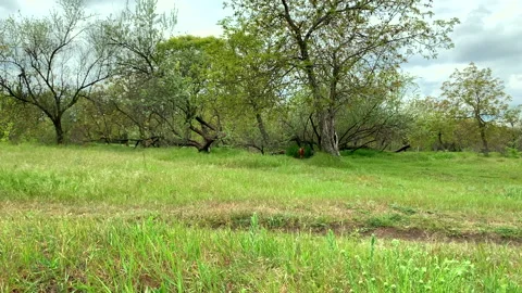 Big Rhodesian ridgeback dog running out of bushes Stock Footage