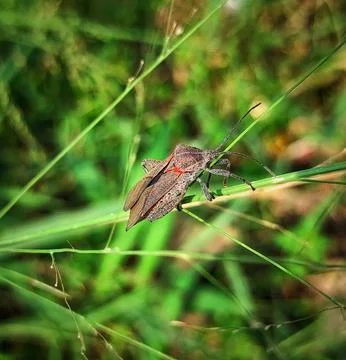 Big rice stink bug Stock Photos