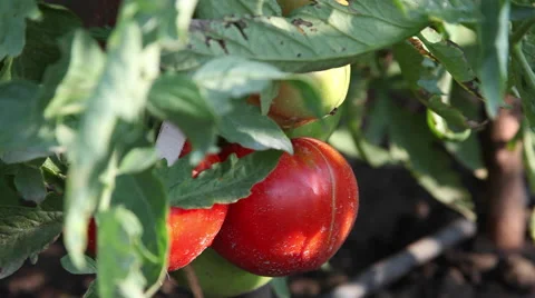 Big ripe delicious tomatoes in the sunlight, homegrown produce, garden Stock Footage 40667749