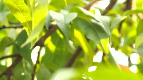 Big ripe peach Stock Footage 70210378