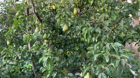 Big ripe pears Stock Footage 205742163
