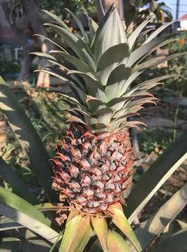 Big ripe pineapple grows on pineapple plant. Closeup photo. Stock Photos
