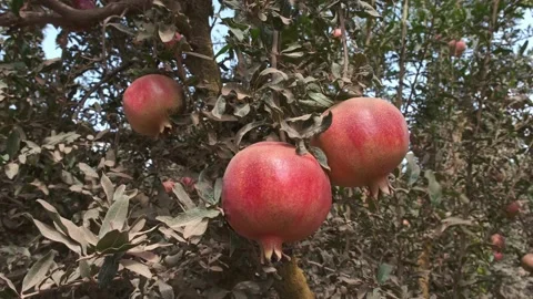 Big ripe pomegranates on the tree Stock Footage 164622864