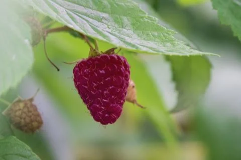 Big ripe raspberry Stock Photos
