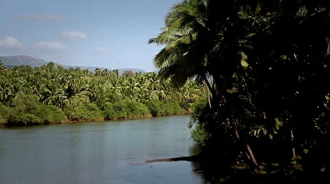 Big river between palms Stock Footage 26182252