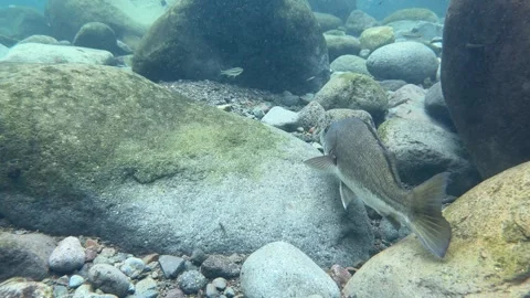 Big river fish in Guadeloupe  Stock Footage 308673177