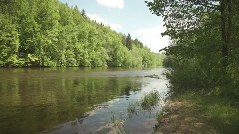 Big river flowing through forest in sunny summer day Stock-Footage 159981414