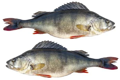 Big river perch fish isolated on white background with clipping path. River.. Foto stock