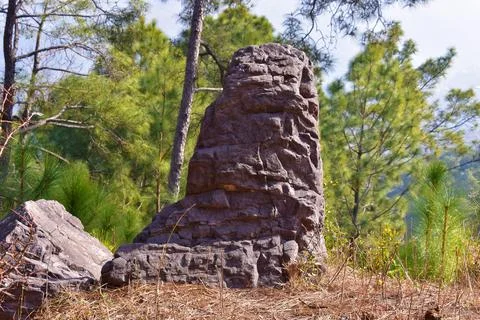 A big rock in forest background Foto stock