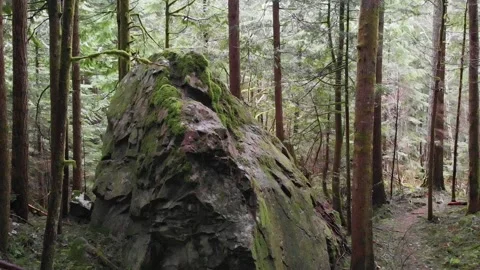 Big rock in green forest Stock Footage 238715532