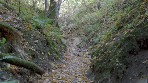 The big rocks on the ground in the forest Stock Footage 142413479